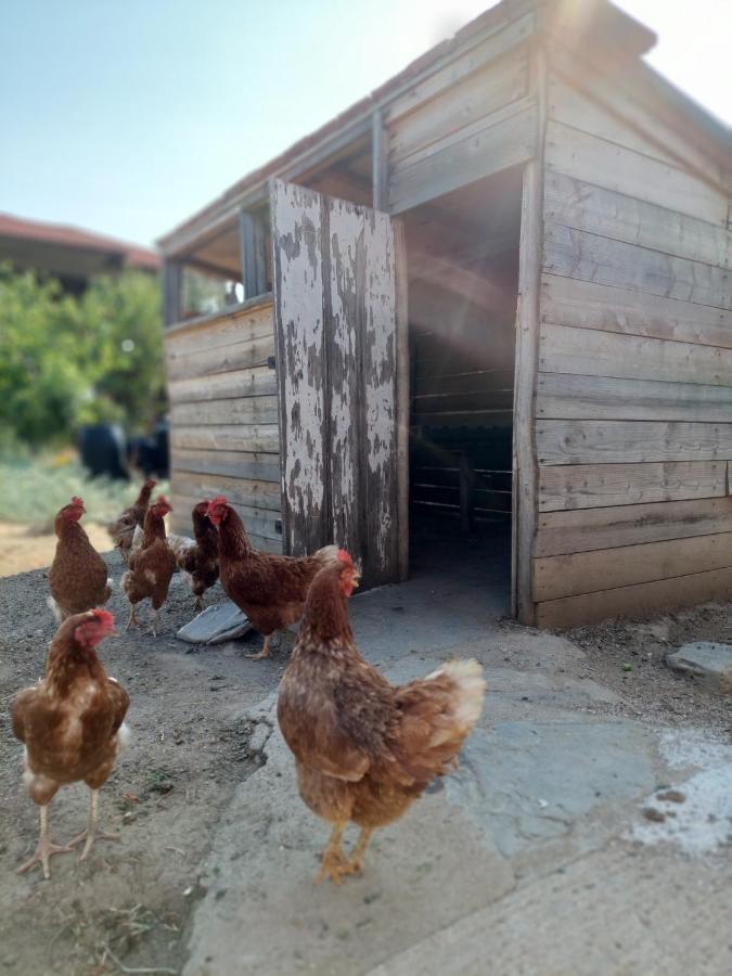Apartmán Agrikia Tis Vasilikis Ormília Exteriér fotografie