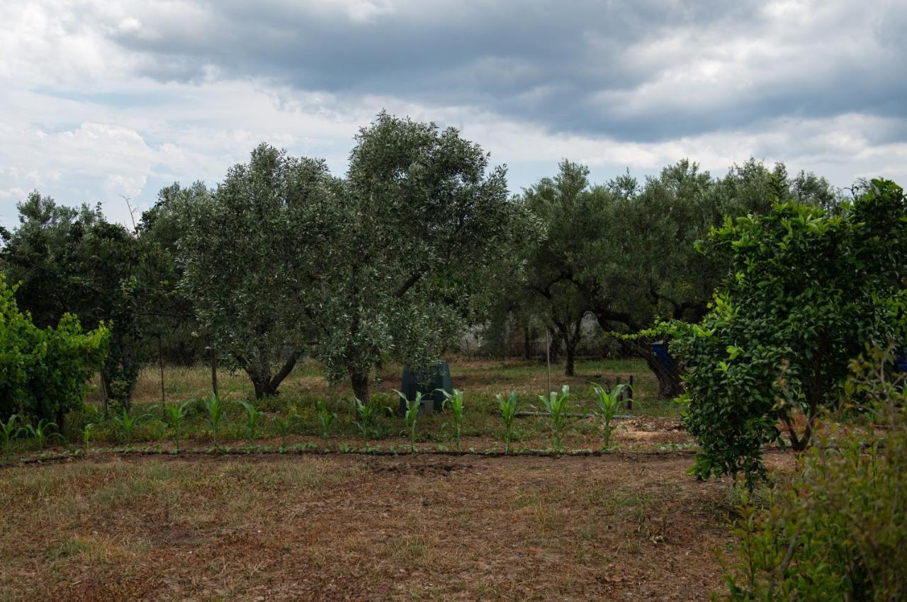 Apartmán Agrikia Tis Vasilikis Ormília Exteriér fotografie