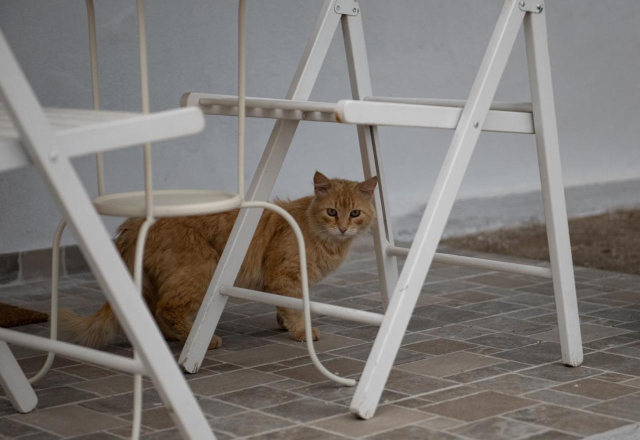 Apartmán Agrikia Tis Vasilikis Ormília Exteriér fotografie