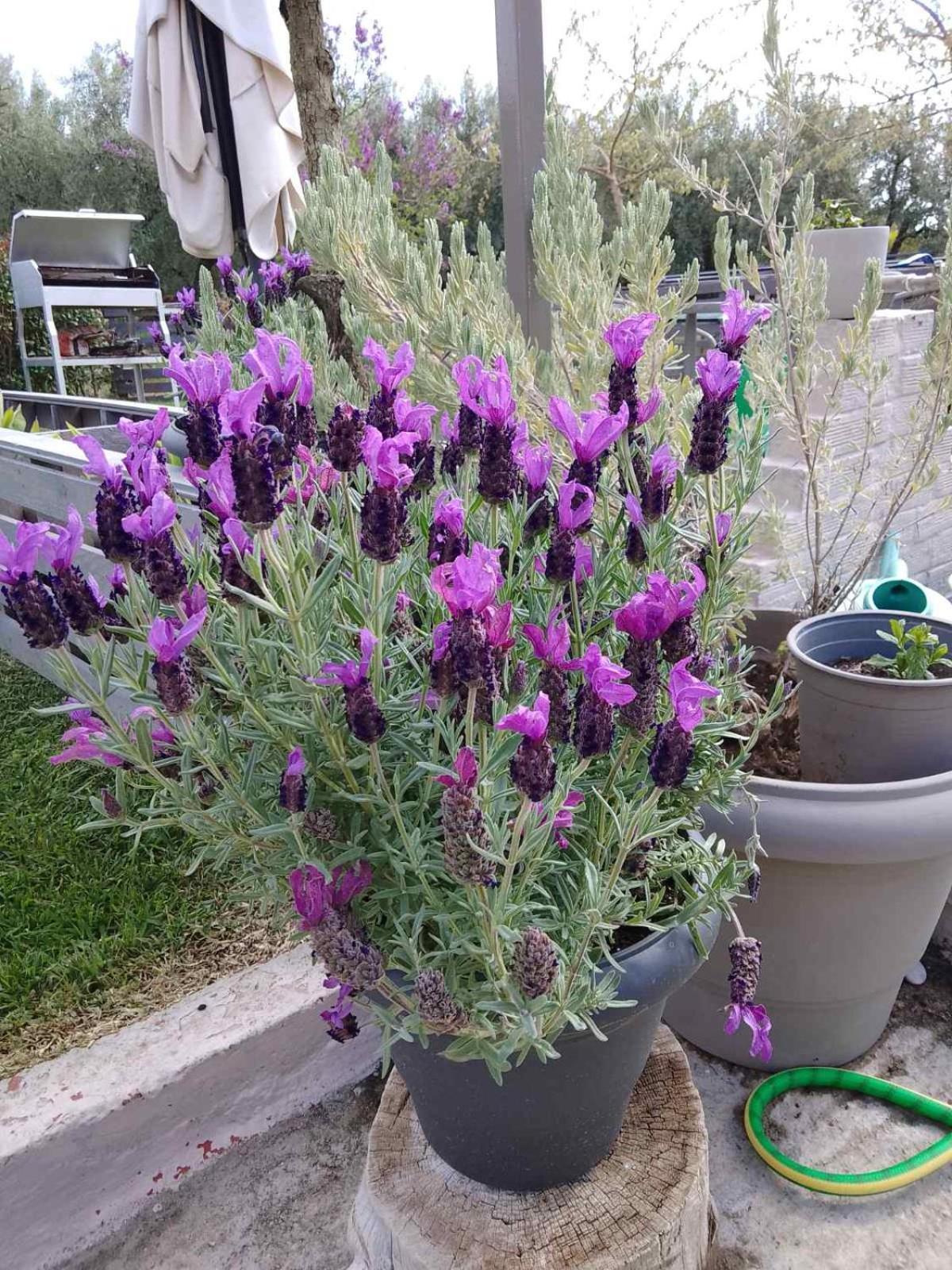 Apartmán Agrikia Tis Vasilikis Ormília Exteriér fotografie